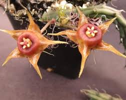 Image result for Ceropegia rendallii
