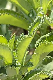Image result for Kalanchoe latisepala