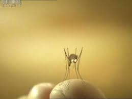 Funny Mosquito Youtube See your favorite cartoons for adults and cartoon shows discounted & on sale. funny mosquito
