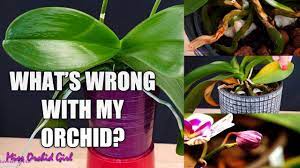 Orchid Care For Beginners Phalaenopsis Problems How To Spot Treat Prevent Youtube Orchid Care Orchids Orchid Plant Care