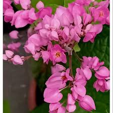 Academic supporting the mission of tlcp: Mexican Creeper Plant Coral Vine Antigonon Leptopus Pokok Bunga Air Mata Pengantin Home Furniture Gardening On Carousell