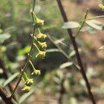 Image result for Phyllanthus paxii