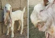 here is something blessed (baby damascus goat), something cursed ...