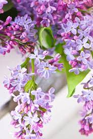 Pin By Pam Cartner On The Colour Purple Pretty Flowers Beautiful Flowers Lilac Flowers