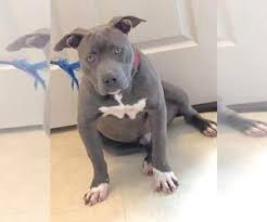 There are several different pit bull types. Puppyfinder Com American Pit Bull Terrier Puppies Puppies For Sale Near Me In New Jersey Usa Page 1 Displays 10