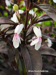 Image result for Ochna richardsiae