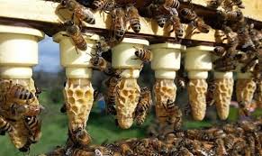 After time the quality of queens that were bought from outside sources were getting worse and worse each year. 6 Easy Effective Methods For Raising Queen Bees How To Guide