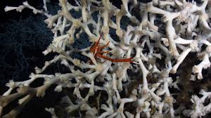 In symbiosis, at least one member of the pair benefits from the relationship, while the host may also benefit, may be unaffected or may be harmed. You Feed Me I Feed You Symbiosis Dive Discover