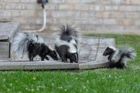 How do you get rid of skunks' smell from a person? How To Deal And Get Rid Of Skunks In Your Garden Humanely