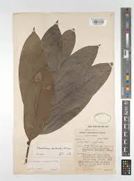 Image result for Uvariodendron