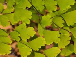 Image result for Adiantaceae