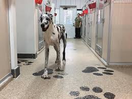 There are three types of rooms available, each with natural lighting and tempered glass doors to give your pet the utmost. Vacation Station Pet Resort Pet Day Care Grooming High Springs Fl