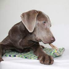 She's an eight week old chocolate lab, and my wife and i have named her ruth. Weimaraner Lab Mix Is This Cross Breed The Right Pup For Your Family