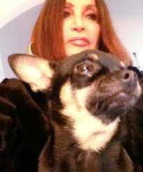 Baby Chihuahua brutally attacked by hawk brought in to scare off pigeons  from owner's posh block of flats