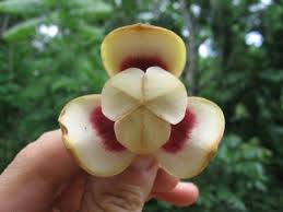 Image result for Uvariodendron