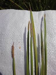Image result for Eleocharis acutangula