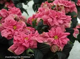 Image result for Begonia pulcherrima
