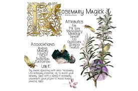 The Magical Properties Of Rosemary Explained With 8 Facts Wicca Now Everything You Need To Know About Wicca
