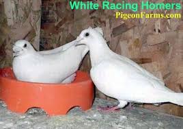 Pigeons For Sale Pigeons For Sale Pigeon Breeds Pigeon