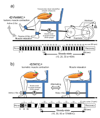 Contraction is an interesting choice of words when it comes to talking about muscles. Difference In Muscle Blood Flow Fluctuations Between Dynamic And Static Thigh Muscle Contractions How To Evaluate Exercise Blood Flow By Doppler Ultrasound