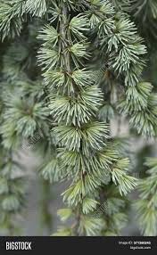 It is closely related to the cedars of lebanon of biblical fame. Weeping Blue Atlas Image Photo Free Trial Bigstock