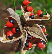 Image result for Abrus fruticulosus