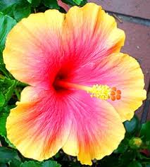 Obituary for Sadie Marie "BAP" Joyner