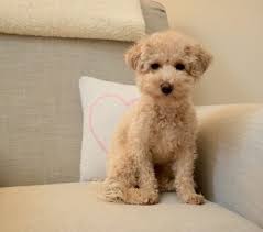 Do you still have one for adoption or know. What To Expect With A Poochon Bichon Poodle Mix In Your Life Animalso