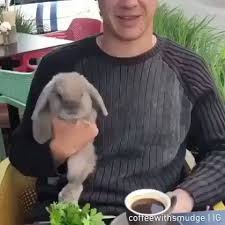 Popular Toys For Rabbits 2019 Shopbunnies Com Credit Coffeewithsmudge Coffeewithsmudge Credit Doyo Cute Funny Animals Cute Baby Animals Cute Animals