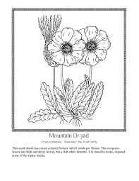Plants, plantescarton flowers, wildflower, decorated flowers, pretty flowers, cute little flowers, spring flowers, flower to. Celebrating Wildflowers Coloring Page