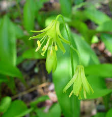 Image result for Liliaceae