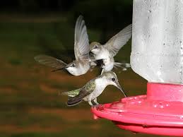 Tips On Choosing Hummingbird Feeders Bird Watcher S Digest