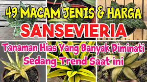 Karena memang kecantikan tanaman hias tentunya akan bisa menghiasi dan mempercantik tampilan rumah. 49 Jenis Tanaman Hias Sansevieria Yang Banyak Diminati Yang Lagi Trend Hits Saat Ini Youtube
