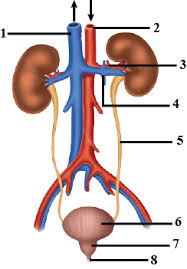 Interlobar vein interlobular artery renal. A The Diagram Below Shows The Excretory System Of A Human Being Study The Same And Then Answer The Questions That Follow I Name The Parts Labelled 1 2 3 And 4 Ii Give