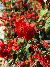 Image result for Holmskioldia