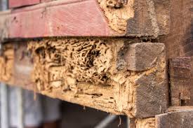 Whether you have just found termites or want to take preventative measures to make sure you never do, we have the most superior and affordable solutions in the market. How Do You Get Rid Of Termites This Old House