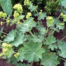 Image result for Alchemilla kiwuensis