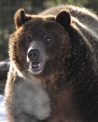 The Bears Recherche Google