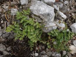 Image result for Pimpinella robynsii