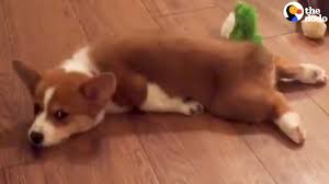 Let's start with the very old cartoon drawing styles from many years ago. Corgi Puppy Sploot Compilation The Dodo Youtube