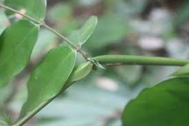 Image result for Ficalhoa laurifolia