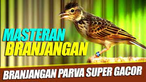 Branjangan hidup ditempat kering seperti tanah bekas tebangan. Masteran Branjangan Branjangan Parva Full Isian Nembak Nembak Suara Jernih Youtube