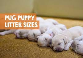 How Many Puppies Can A Pug Have In A Litter How Size Can Matter
