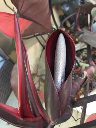Pink Princess Philodendron Flower Bloom Spadix Philodendron Variegated Plants Pink Princess