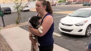 Ask questions and learn about chihuahuas at nextdaypets.com. Puppy Bought On Craigslist Becomes Medical Nightmare For Distraught Owner Ksnv