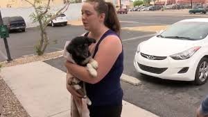 And don't forget the puppyspin tool, which is another fun and fast way to search for puppies for sale in utah, usa area and dogs for adoption. Craigslist Golden Retriever Puppies For Sale Off 64 Www Usushimd Com