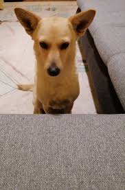 Fireworks: Be Kind & Aware Fireworks are a part of the way many people  celebrate holidays and special occasions but fireworks–especially those set  off in backyards and neighborhoods–can be hard