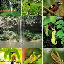 The lambir hills national park (malay: Going To Lambir Hills National Park Miri Miri City Sharing