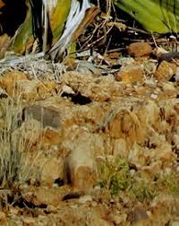 Image result for Napoleonaea gossweileri