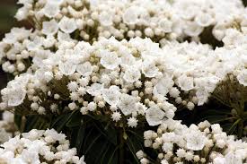 Kalmia Myrtifolia Elf A Wonderful White Kalmia Plants For The White Garden Pflanzen Fur Den Weissen Garten Flowers Garden Elf